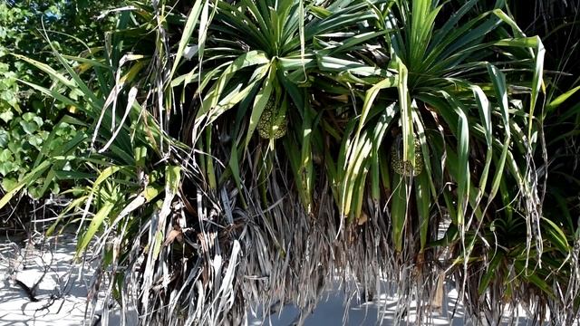 Мальдивы 2021 Malahini Kuda Bandos смотреть онлайн