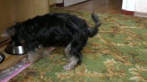 Как научить щенка ждать еду