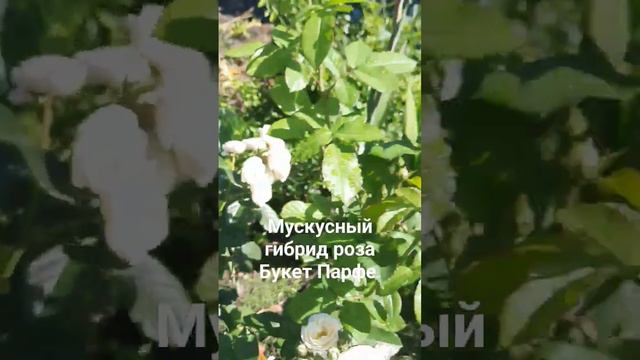 Мускусный гибрид роза Букет Парфе