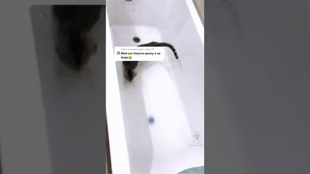 Как приучить кота к ванне #shorts #тикток