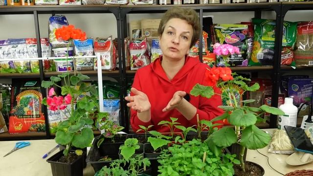 Опять вытянутая рассада? Как избежать ошибок смотреть онлайн