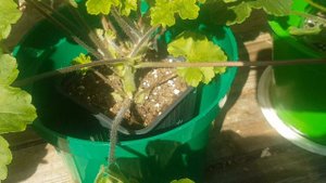 Новинки пеларгонии в моей коллекции пеларгоний 🌺🌺🌺