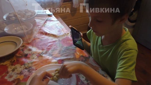 #Земляника мелкоплодная ДЕГУСТАЦИЯ. 25 августа 2016 год смотреть онлайн