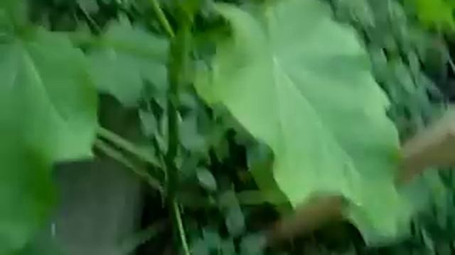 JATROPHA CURCAS GROWING AT 722 NEPPERHAN AVE YONKERS N.Y. смотреть онлайн