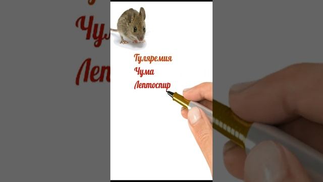 Чем опасны мыши.