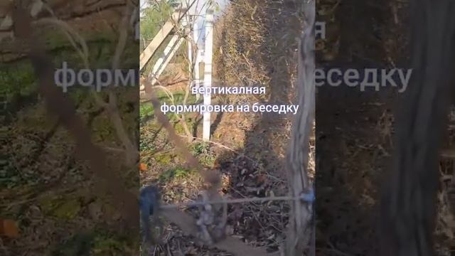 ВЕРТЕКАЛЬНАЯ ФОРМИРОВКА НА БЕСЕДКУ смотреть онлайн