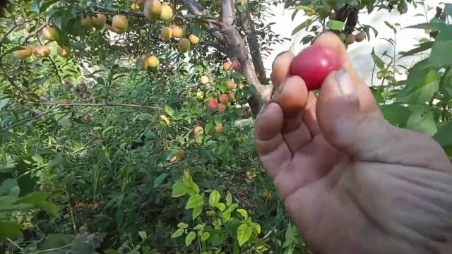 Амарант, Алыча-китайская слива, люцерна и суданка! смотреть онлайн