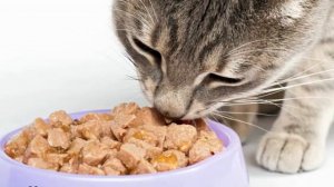 Кота рвет желчью, ничего не ест: что делать