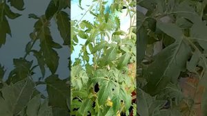 Влияние азота на томаты.