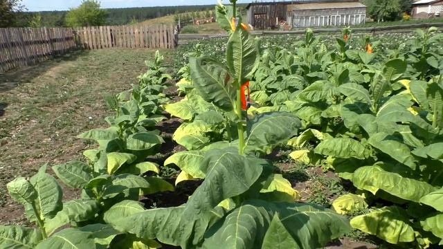 Небольшая плантация Курительного Табака: обзор по сортам. смотреть онлайн