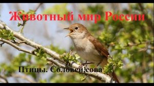 Птицы. Соловей, сова