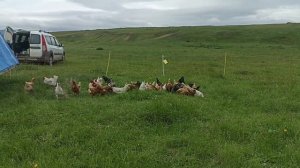 Обзор электропастуха, пастбищное содержание кур