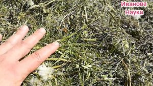 Мульча с одуванчиками и сорняками. А можно?