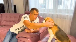 ШЕРЛОК КОМАНДУЕТ КОТОМ. БРОС ШОУ ПЕТ