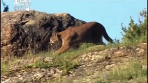 Аргентинский дог. ZooPlace.Ru