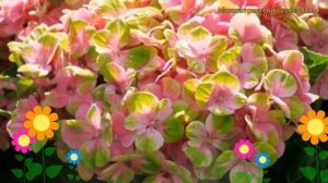 Гортензия крупнолистная Меджикал Опал. Краткий обзор, описание hydrangea macrophylla Magical Opal