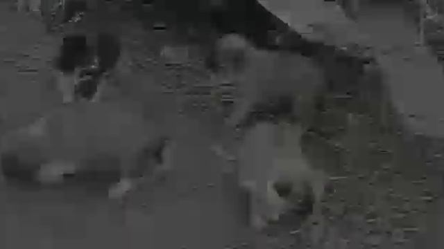 Социальный ролик Бездомные животные | Ftreetdog, Feral, Feral cat, Stray, Meow, социальная реклама смотреть онлайн