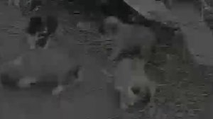 Социальный ролик Бездомные животные | Ftreetdog, Feral, Feral cat, Stray, Meow, социальная реклама