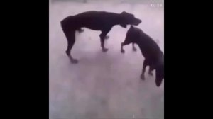 Собаки трахаются по блютузу под новый клип фейса