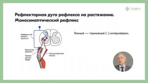 Рефлекторная дуга рефлекса на растяжение. Моносинаптический рефлекс