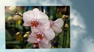 картинки с днем рождения сестре