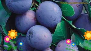 Слива домашняя Яичная синяя. Краткий обзор, описание prunus domestica Iaichnaia siniaia