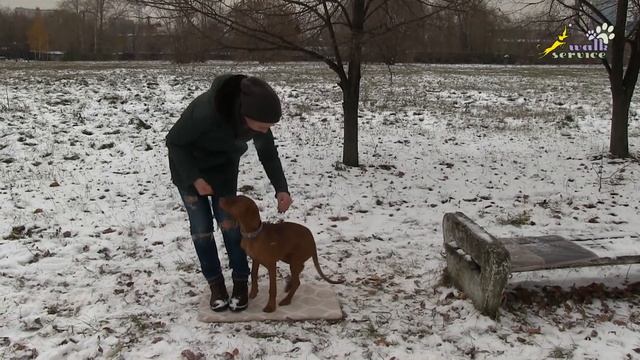 Обучение хозяев собак правильному воздействию кормом, дрессировка команда Фус, Райт, смена позиций смотреть онлайн