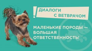 Что нужно знать о маленьких породах собак