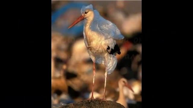 Видеоролик для Анти ПП.mp4 смотреть онлайн