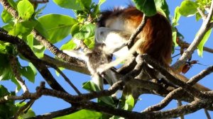 Red Colobus Monkey on Zanzibar