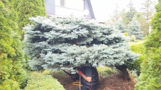 Как правильно подстричь самую красивую голубую ель Глаука Глобоза! Вид до и после стрижки.