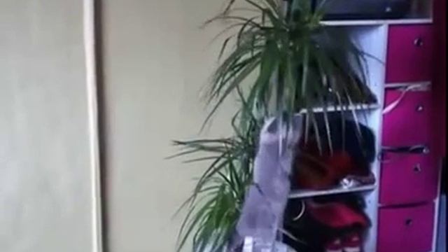 What to do{make} to a kitten when it{he} wants to drink? Что делать котенку, когда он хочет пить? смотреть онлайн