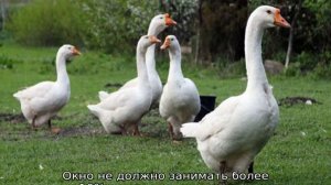 Разведение гусей в домашних условиях