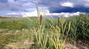 Рогоз. Июль 2022