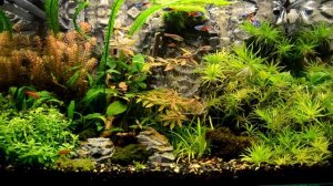 Аквариум + объемный фон + пескопад.