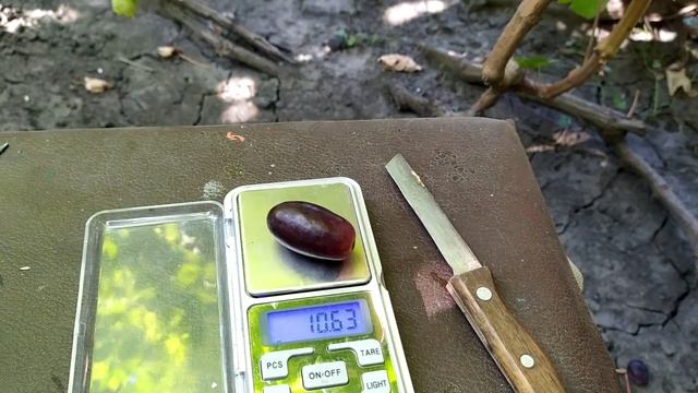 33. Виноград Олімп на 11.09.2021 смотреть онлайн