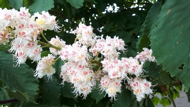 Каштаны цветут.Красивое цветение каштанов.