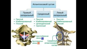Соединения костей туловища
