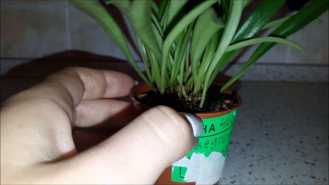 Орхидея Масдевалия. Обзорчик=) 02-05-2017