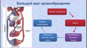 8 класс биология. Типы кровеносных систем и круги кровообращения. Серик А 8 Е