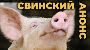Свинский анонс #ПроСМП