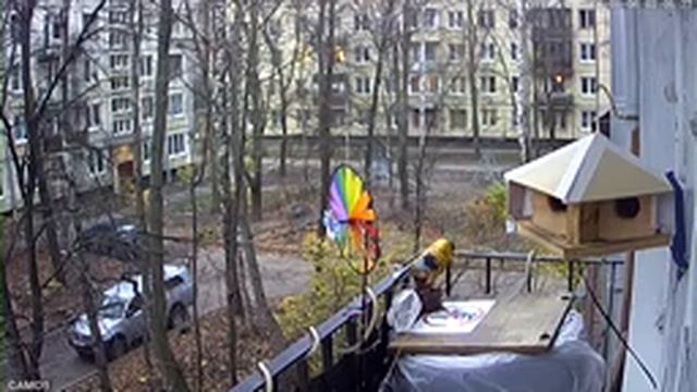 Синички из Санкт-Петербурга смотреть онлайн