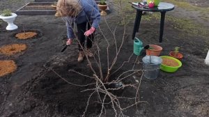 Как сажать смородину весной