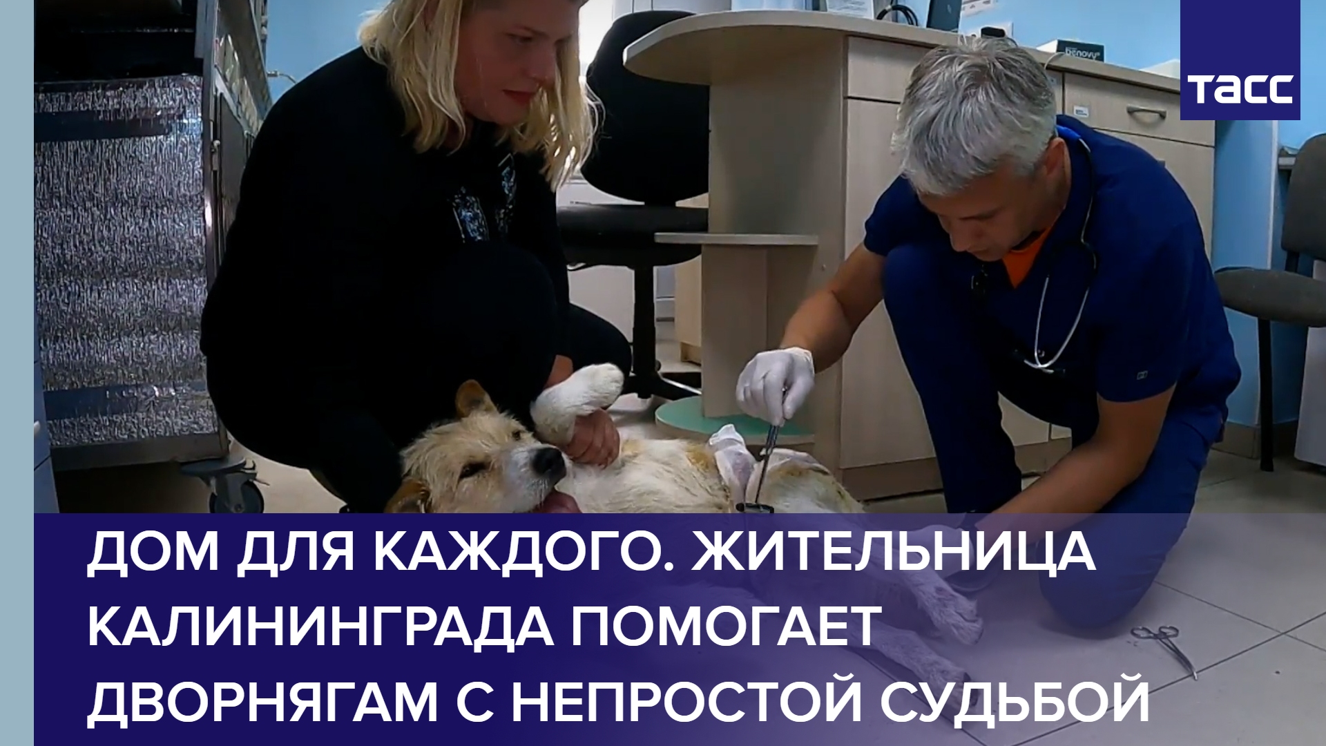 Дом для каждого. Жительница Калининграда помогает дворнягам с непростой судьбой