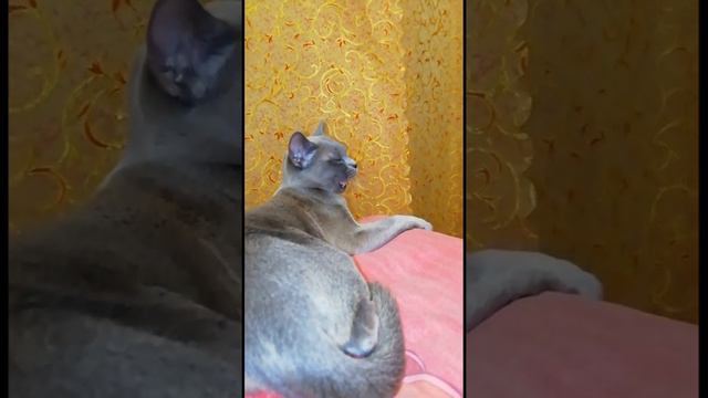 Любуюсь... Кошка Фифи. смотреть онлайн