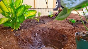 Anthurium and Alocasia planting. speed up#anthurium  #alocasia