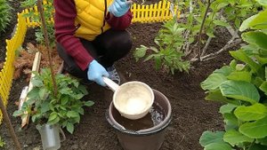 ПОДКОРМКА ГОРТЕНЗИЙ  В ИЮНЕ . КАК И ЧЕМ ПОДКОРМИТЬ ГОРТЕНЗИЮ ДЛЯ КРАСИВЫХ СОЦВЕТИЙ ?!