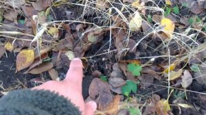 Грибы рядовки тополевые