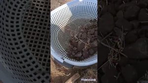 Просеиваю землю для теплицы