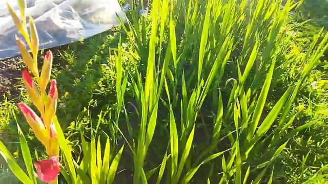 В гостях у Галины Михайловны, август 2023,воскресенье, астра, помидоры, гладиолусы, флоксы смотреть онлайн